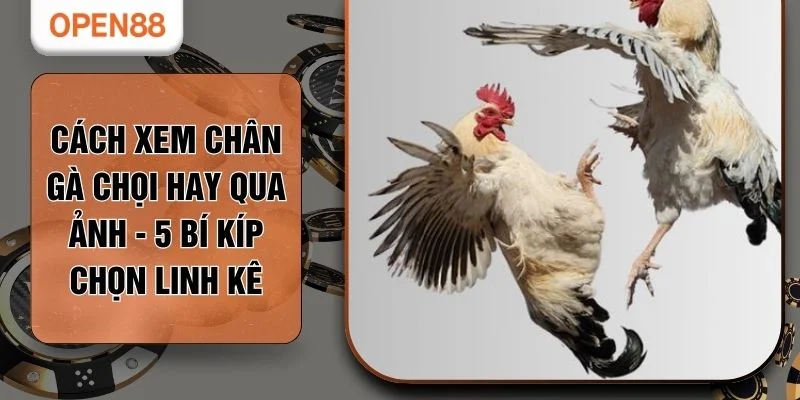 Cách Xem Chân Gà Chọi Hay Qua Ảnh - 5 Bí Kíp Chọn Linh Kê