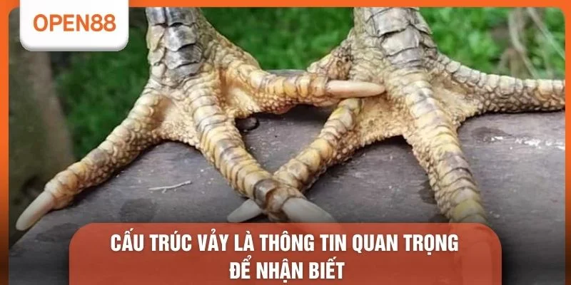 Cấu trúc vảy là thông tin quan trọng để nhận biết